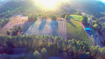 Drone Harvest